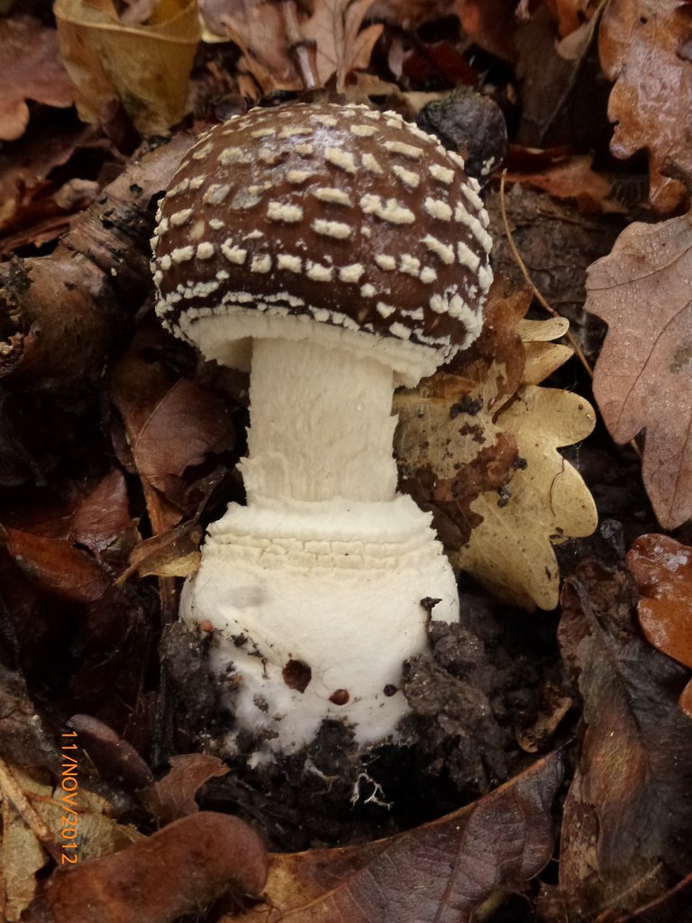 Amanite panthère 002